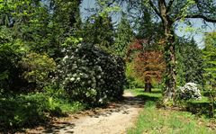 zur rhododendronblüte