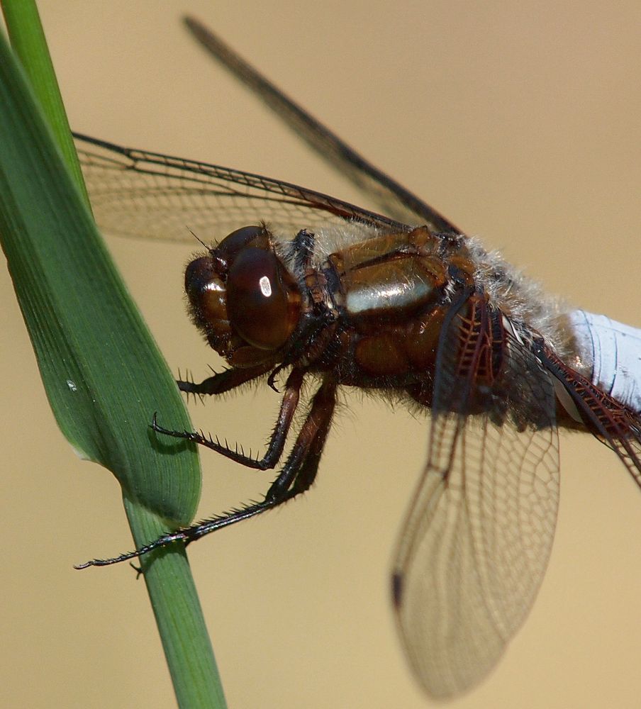 zur Riesenlibelle mutiert