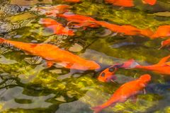 zur Schau gestellt - Goldfische