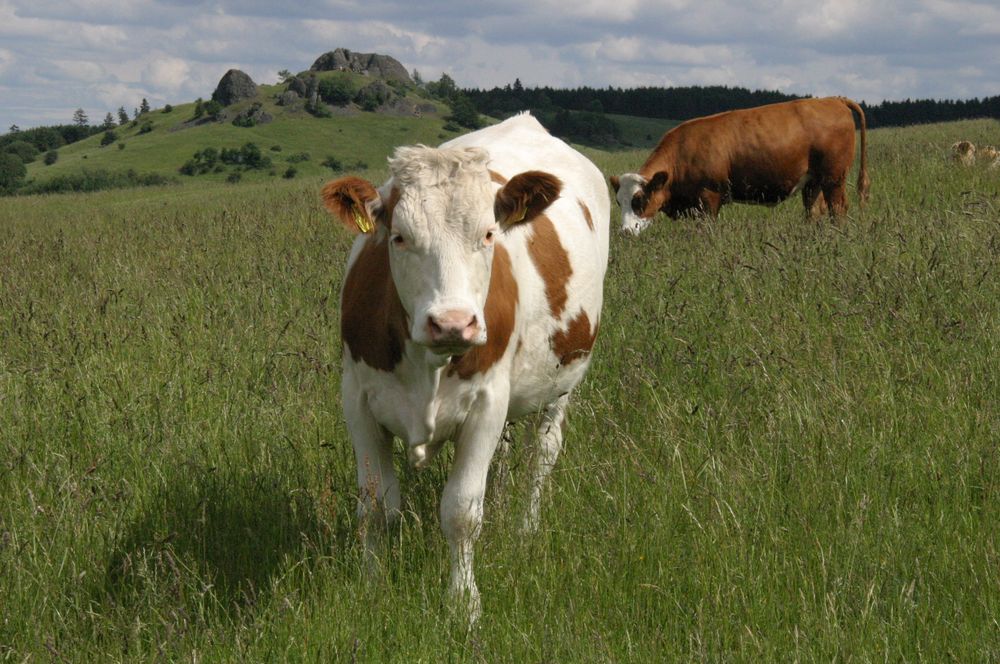 Zur Sommerfrische auf Dem Dörnberg...