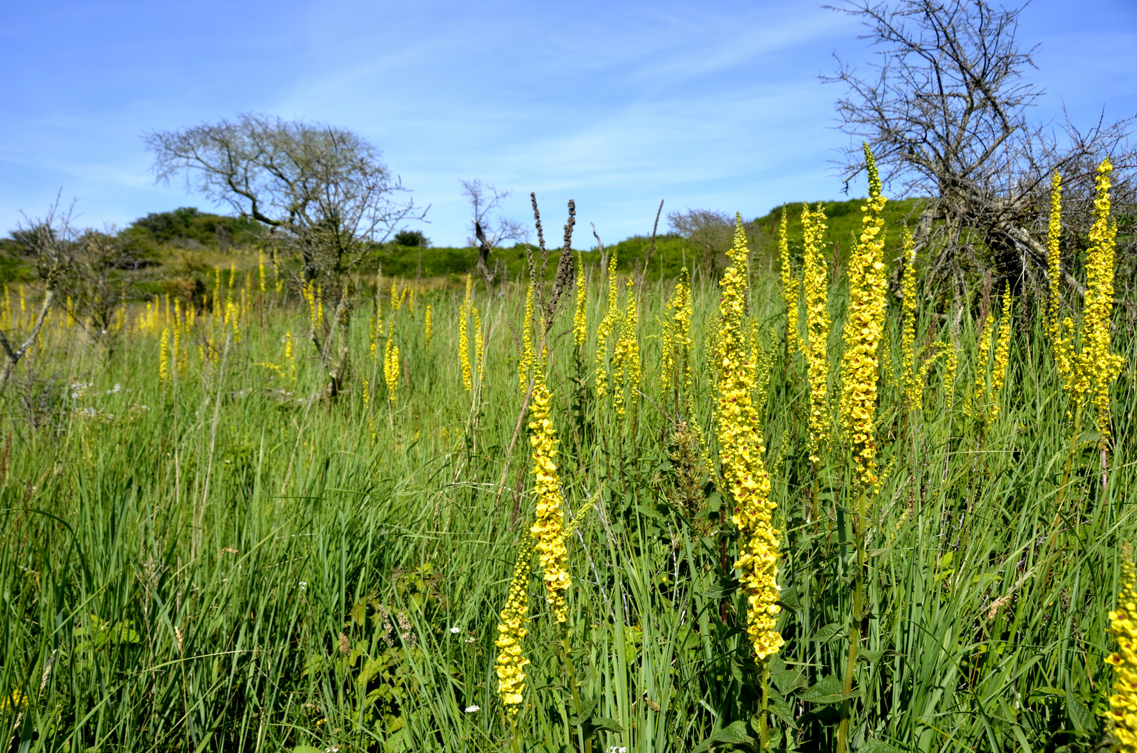 Zur Sommerwiese 