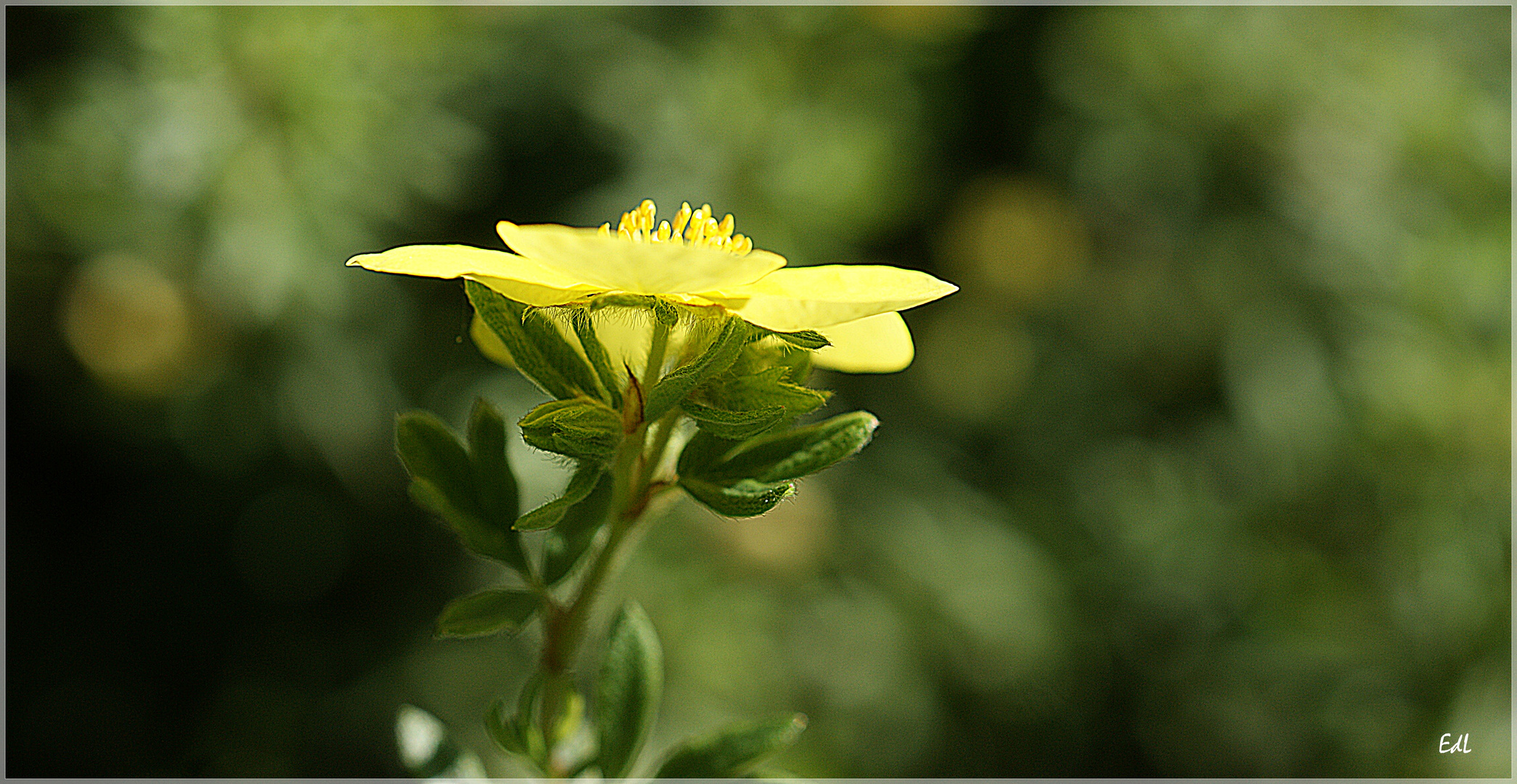 Zur Sonne schauend...