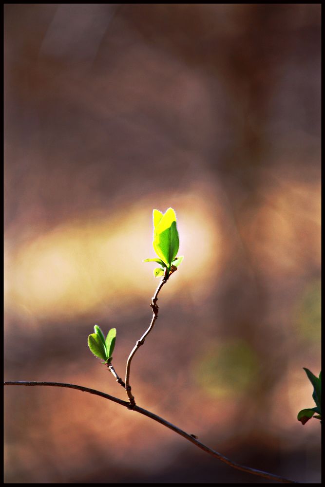 Zur Sonne, zum Licht...