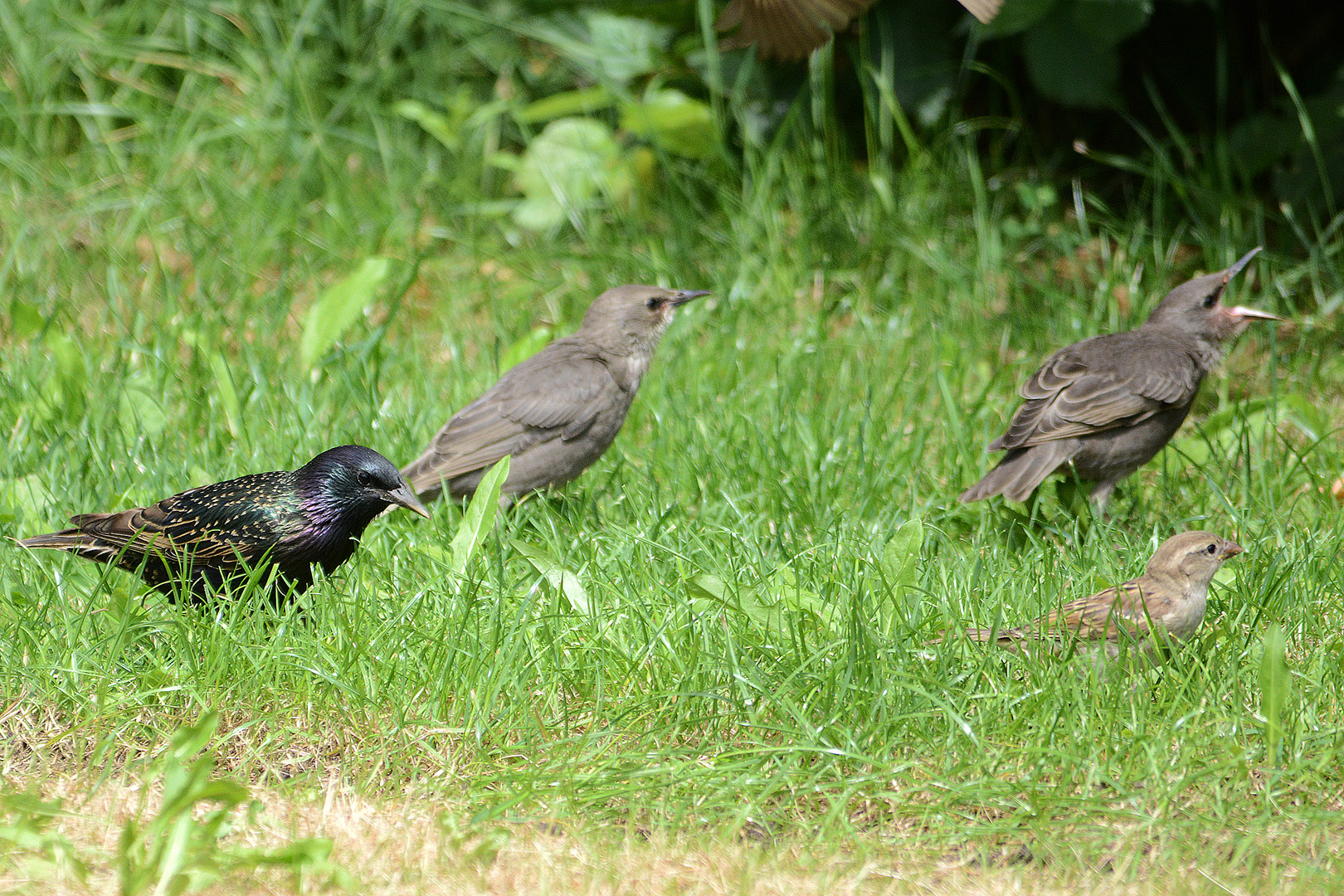 Zur Starenfamilie gesellte sich auch ein Spatz