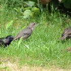 Zur Starenfamilie gesellte sich auch ein Spatz