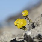 zur Steilküste  Tour 