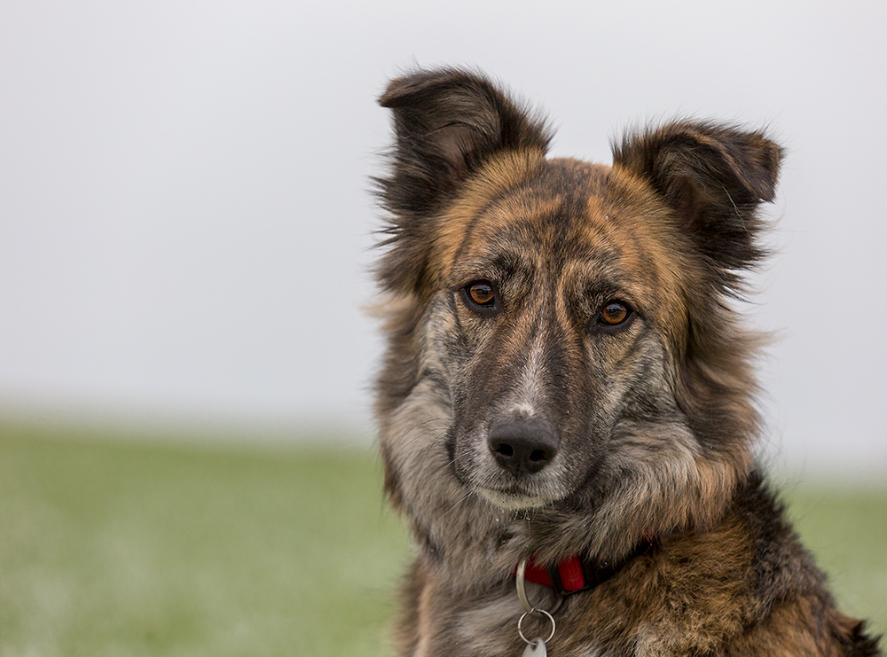 Zur Tagespflege Foto & Bild hunde, natur, tiere Bilder auf