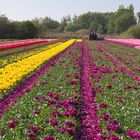 zur Tulpenblüte nach Holland