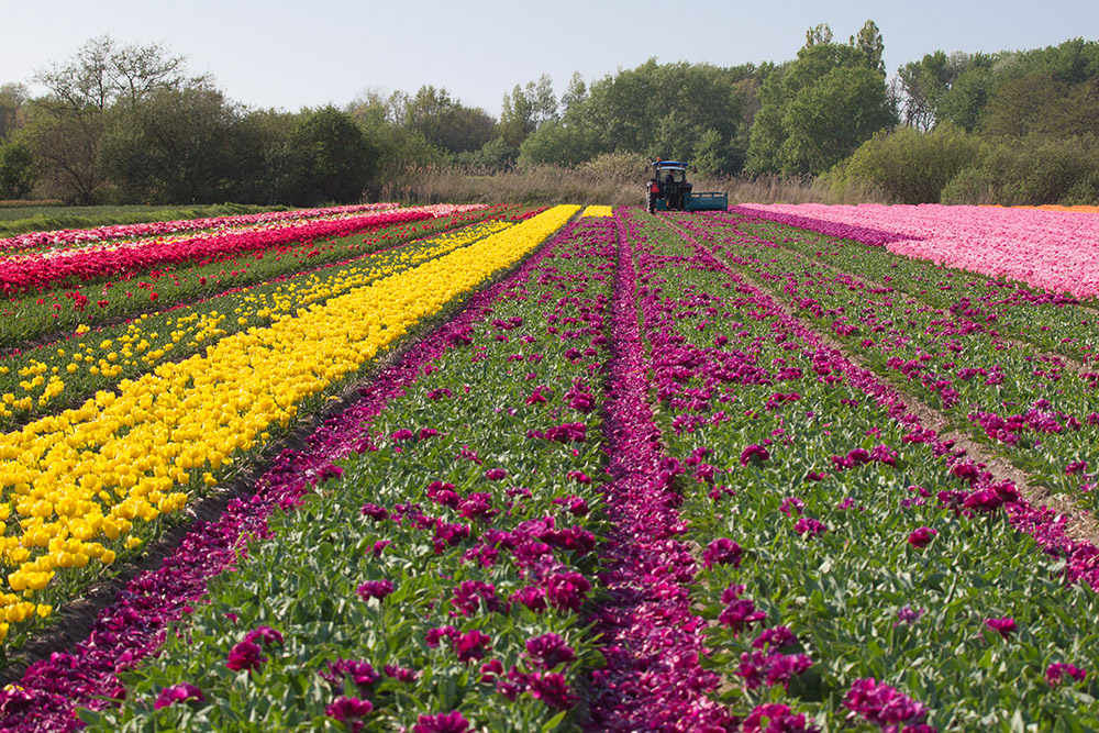 zur Tulpenblüte nach Holland