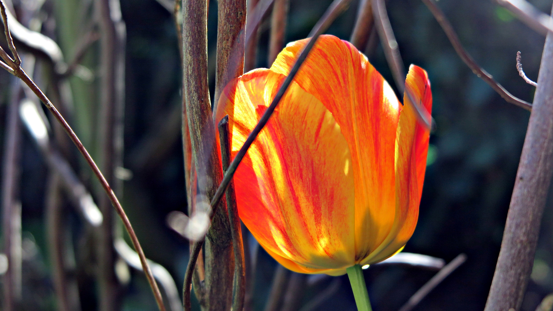 ZUR TULPENZEIT