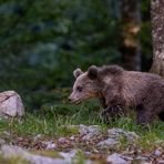 Zur unserer Freude....