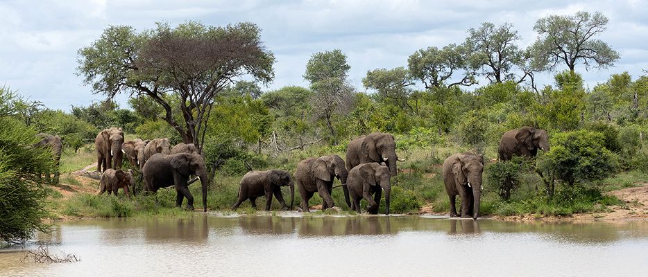 Zur Wasserstelle zog es die Elefantenherde 