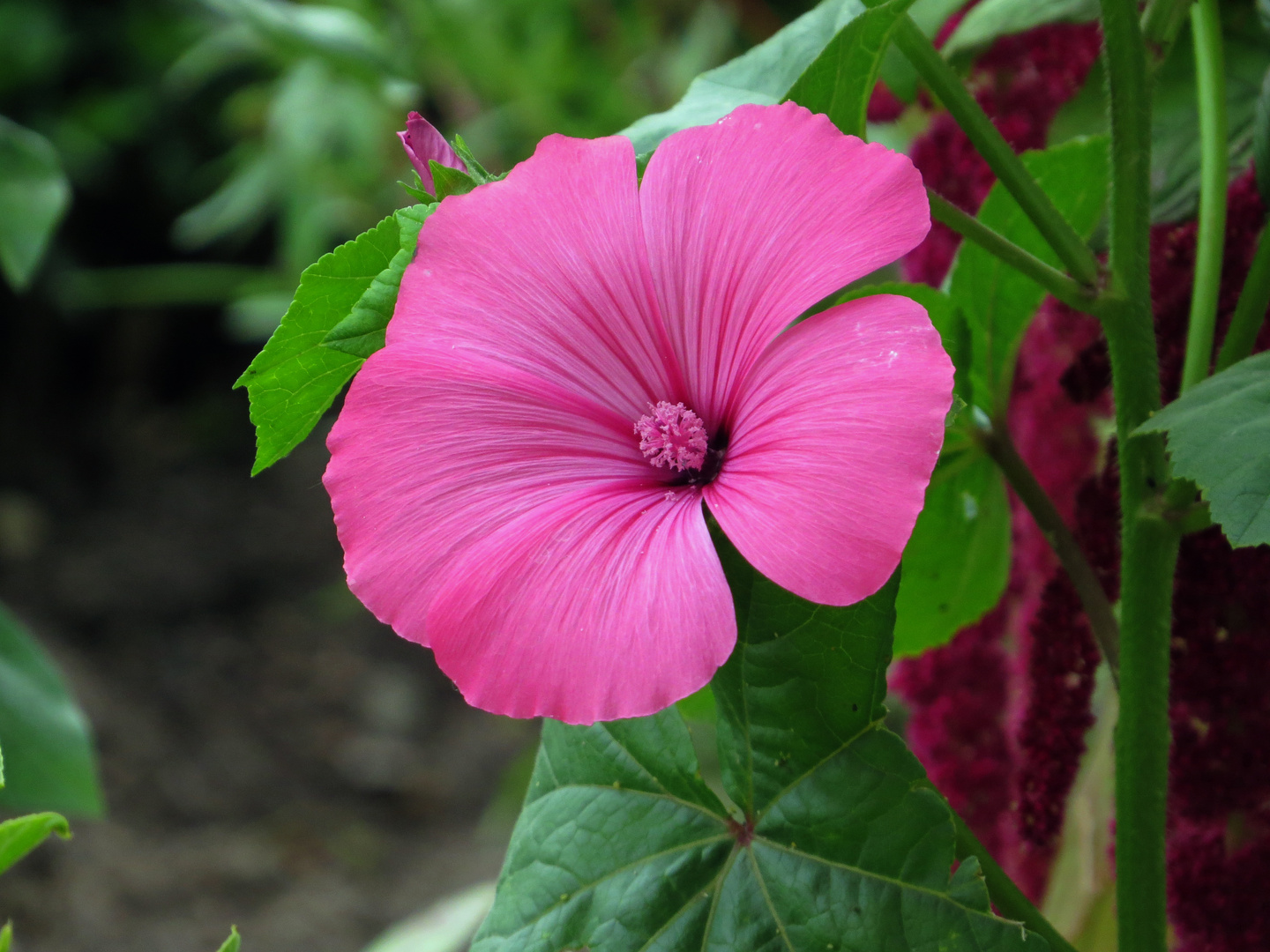 Zur Wochenmitte etwas blumiges