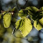 Zur Zeit besonders schmackhaft (1)