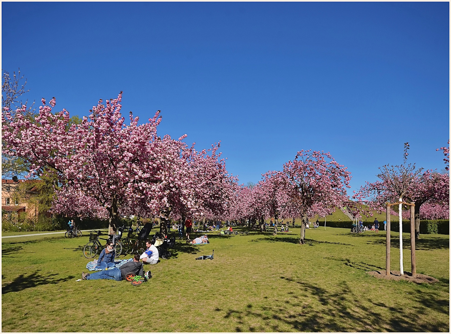 zur Zeit der Kirschblüte