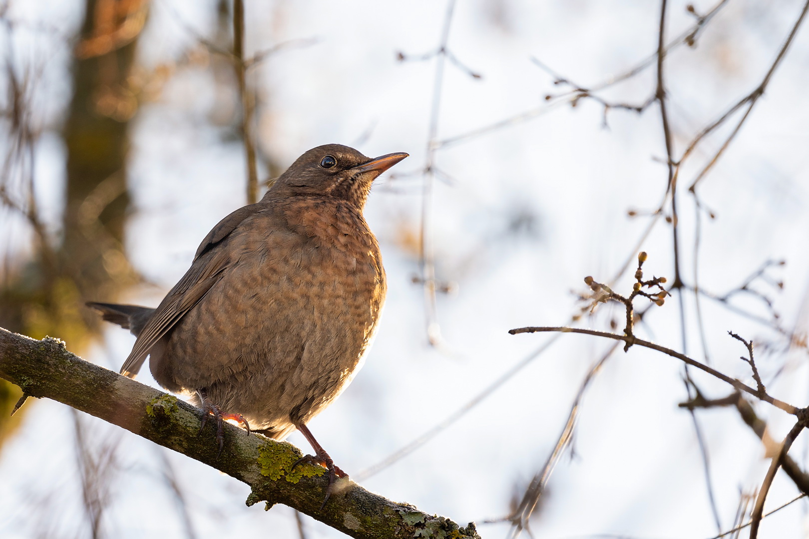 Zur Zeit habe ich meist einen Vogel ...