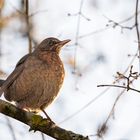 Zur Zeit habe ich meist einen Vogel ...