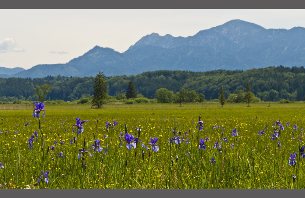 Zur Zeit in voller Blüte