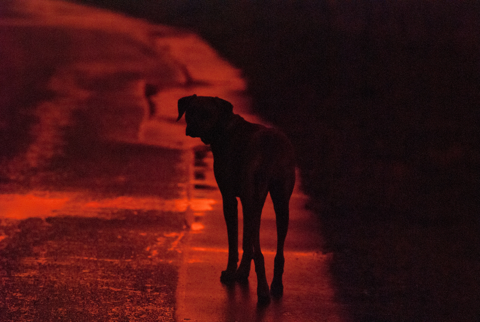 Zuri in der Abendsonne