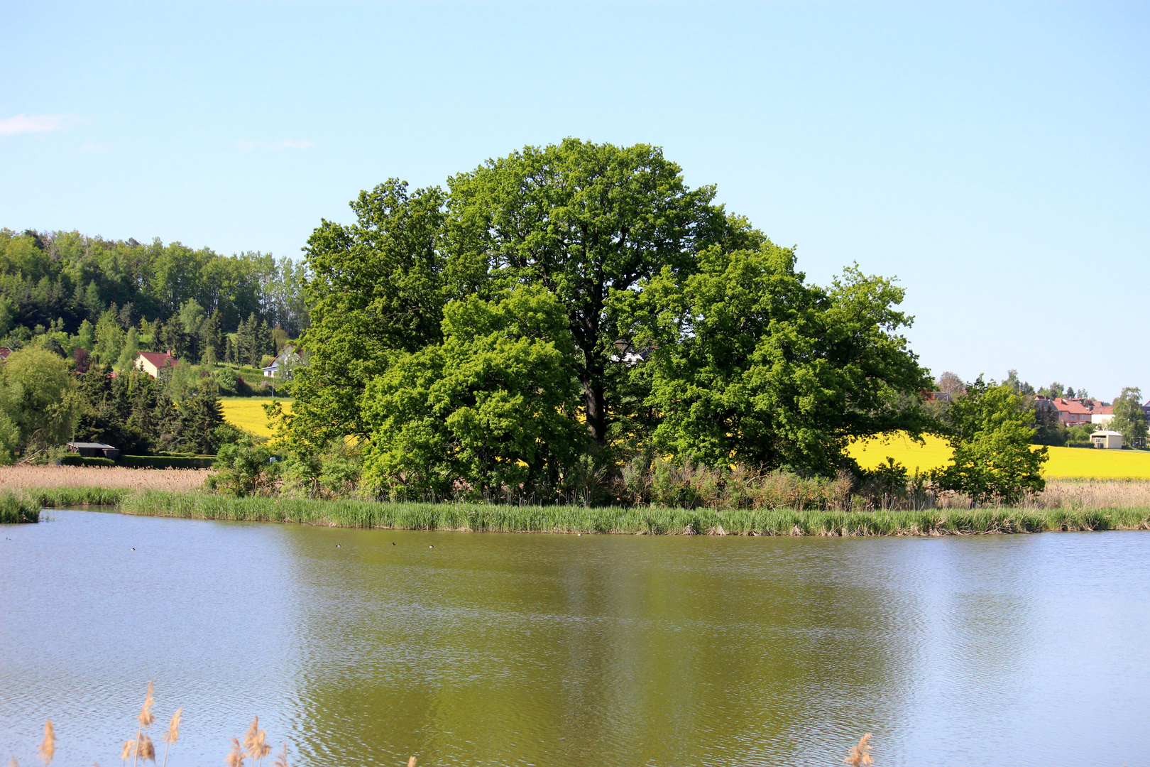 zurück am See des Vogel-und Brutschutzgebietes