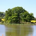 zurück am See des Vogel-und Brutschutzgebietes