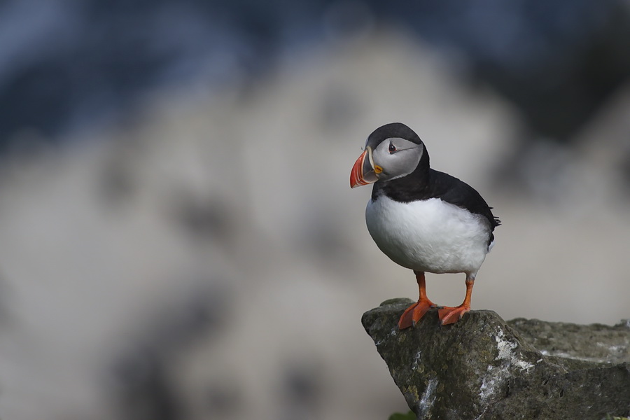 Zurück aufs Meer