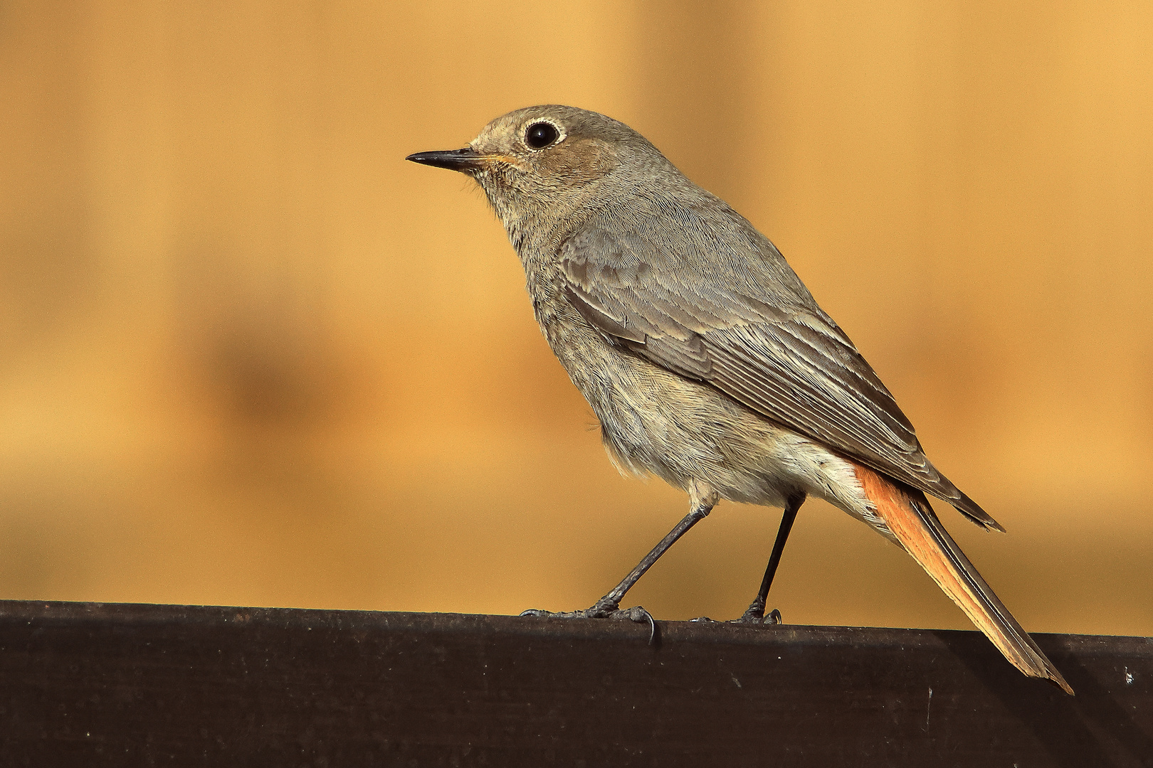 zurück aus Afrika . Hausrotschwanz Phoenicurus ochruros