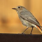 zurück aus Afrika . Hausrotschwanz Phoenicurus ochruros