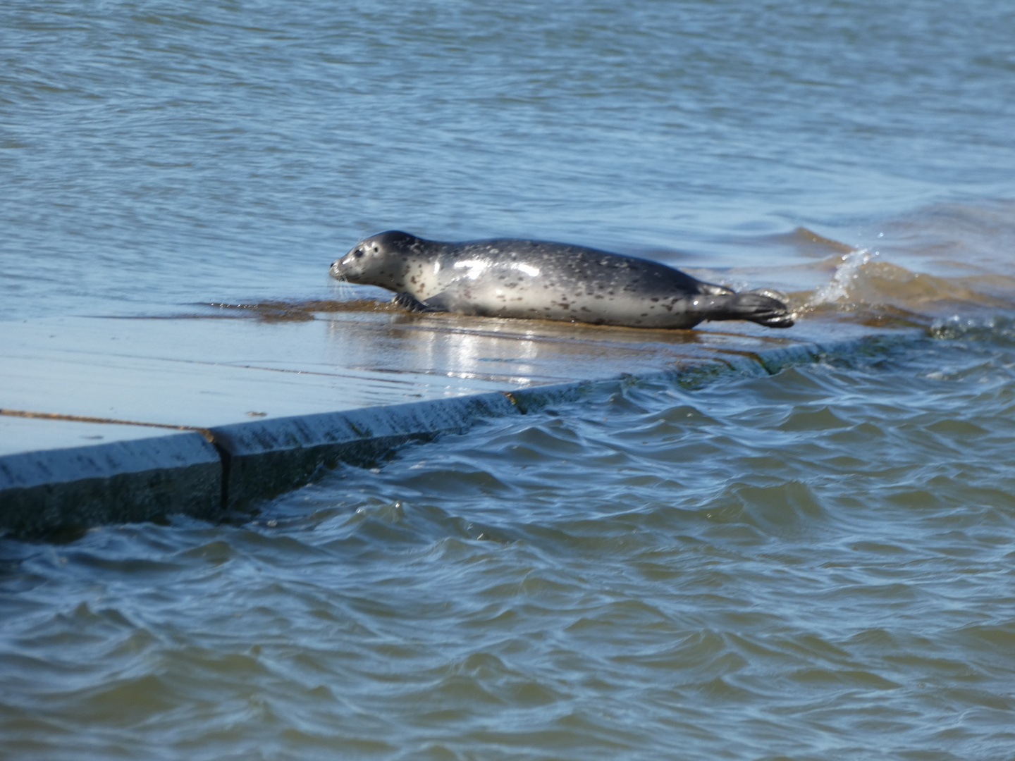 zurück aus Borkum