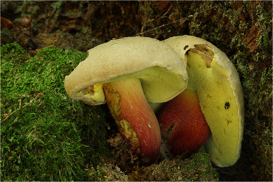 Zurück aus dem Bayerischen Wald