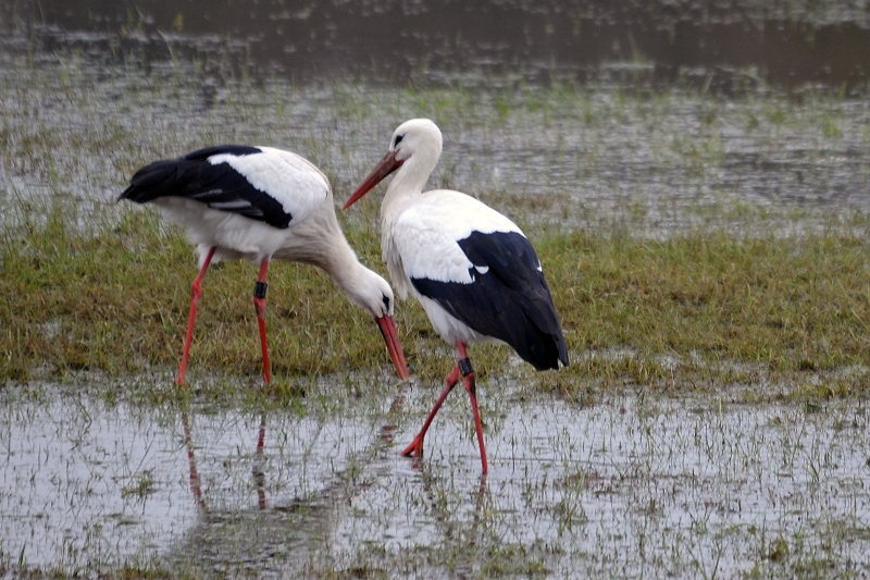 Zurück aus dem Süden Foto &amp; Bild tiere, wildlife, wild lebende vögel