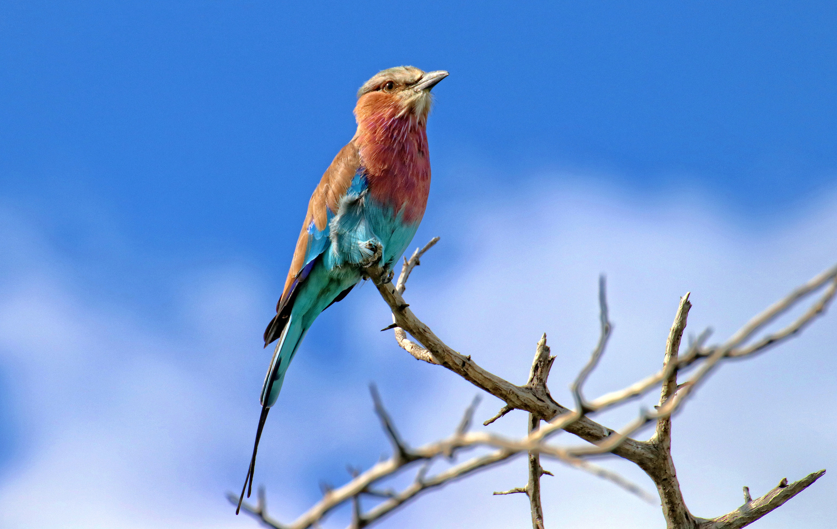 ZURÜCK AUS NAMIBIA III