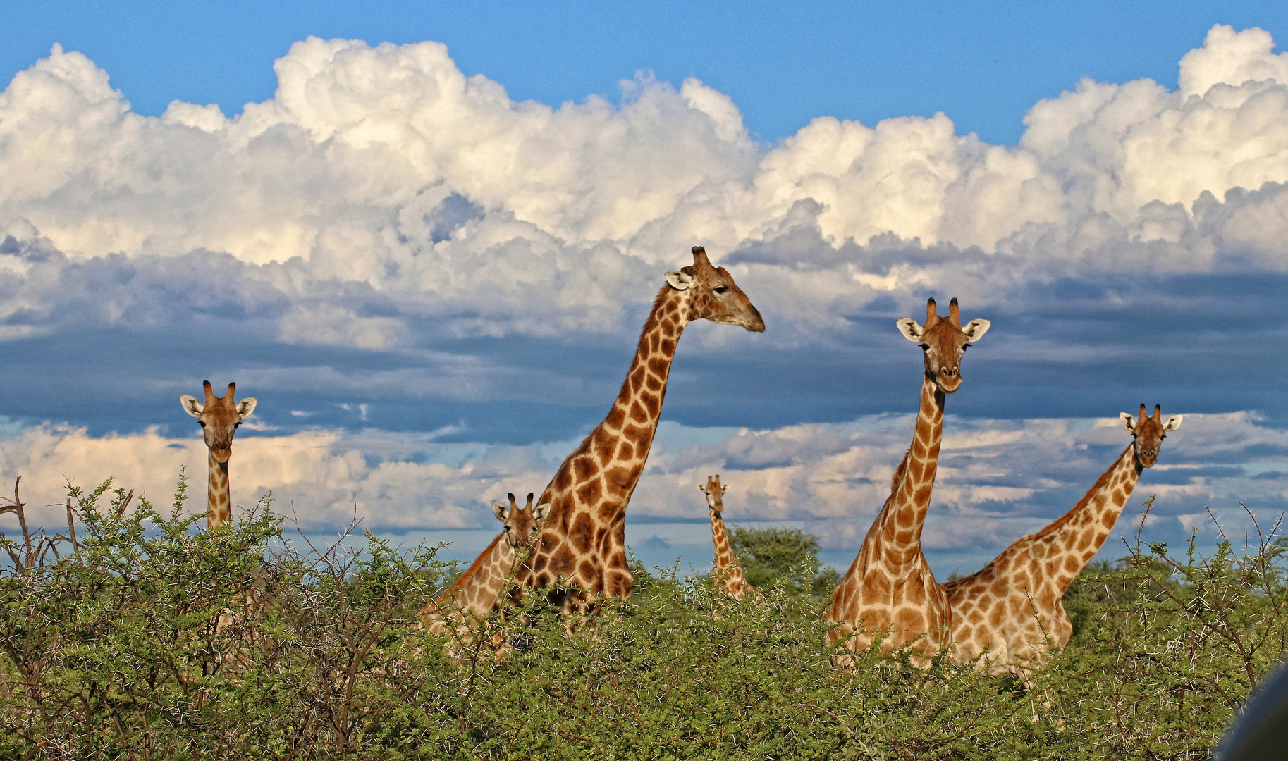 ZURÜCK AUS NAMIBIA IV