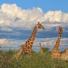 ZURÜCK AUS NAMIBIA IV