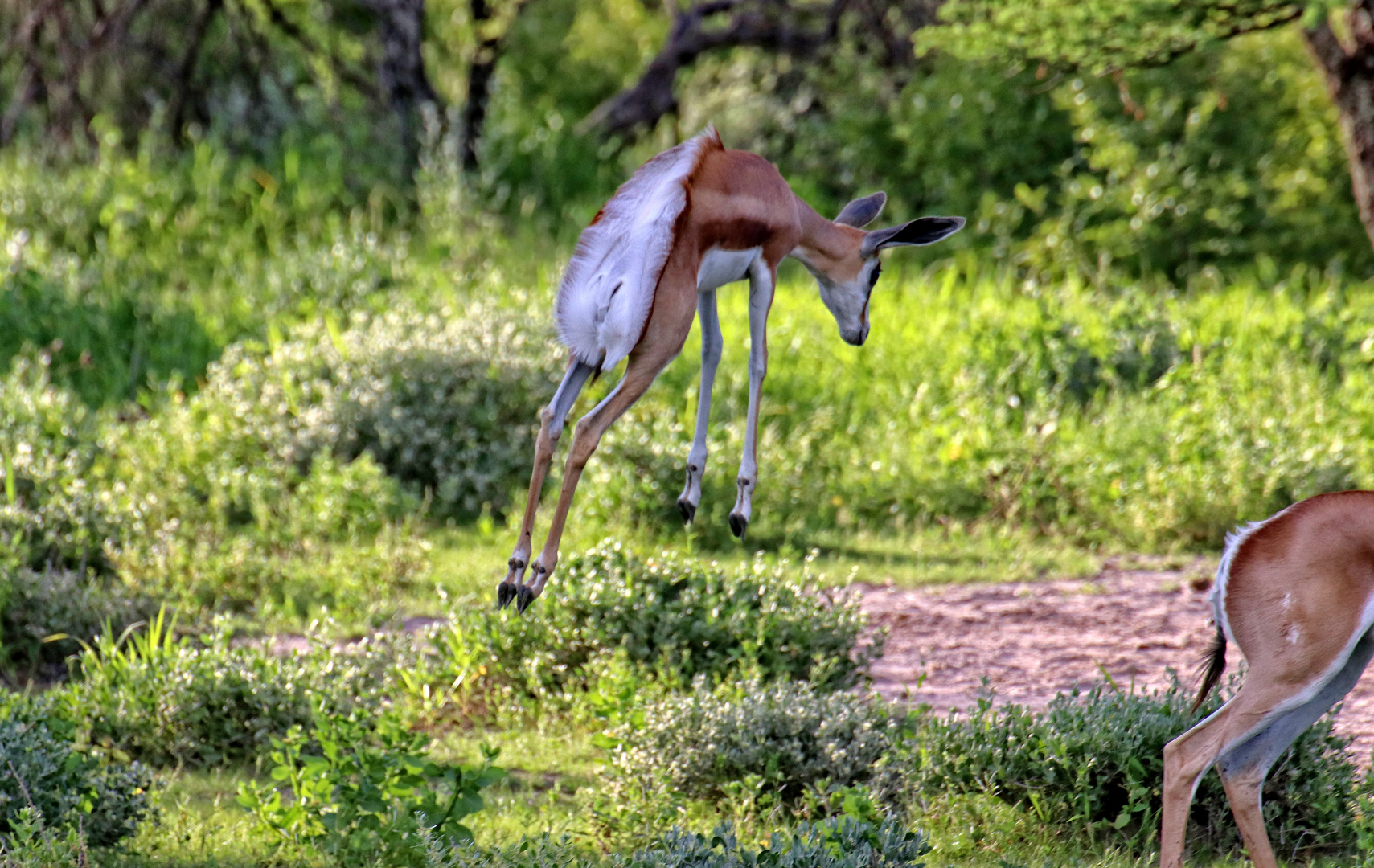 ZURÜCK AUS NAMIBIA V