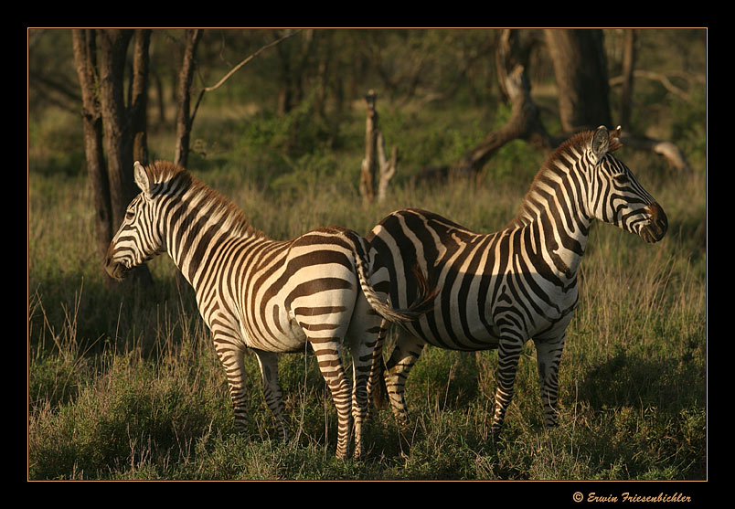 Zurück aus Tanzania