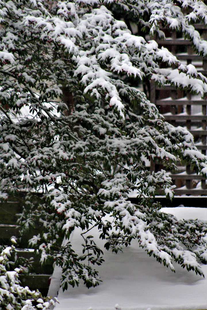 zurück gekommen heute Nacht; der Schnee