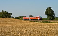 Zurück im Kornfeld