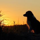 zurück im letzten Abendlicht !