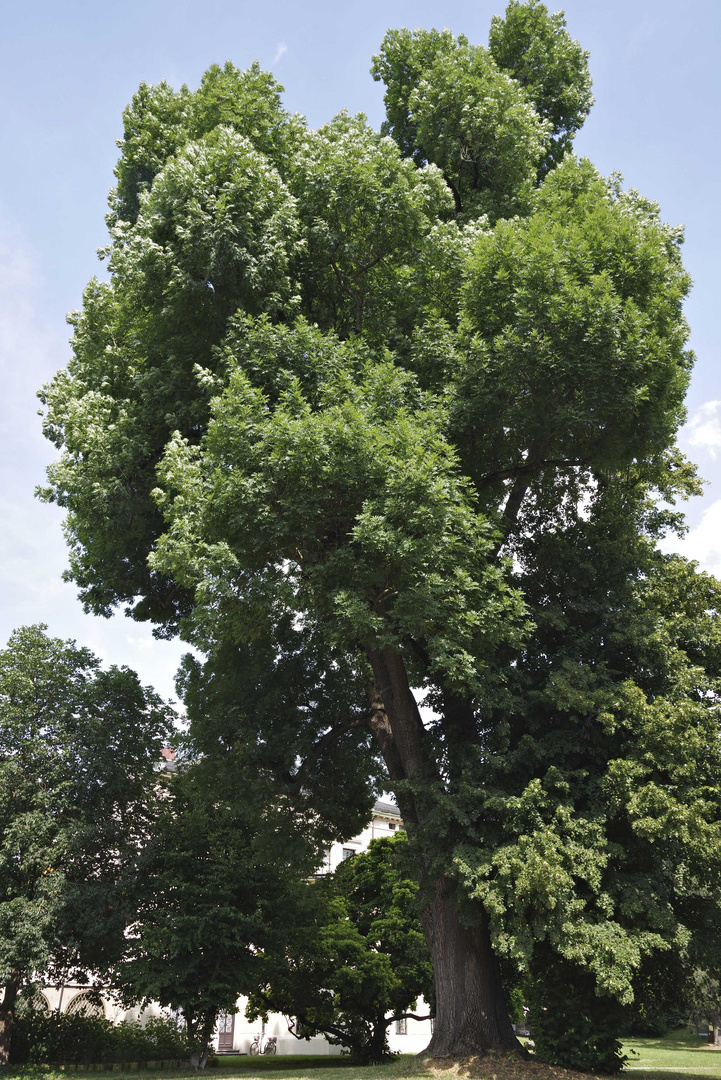 ..zurück im Merkelpark