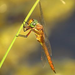 Zurück im Sommer (4)