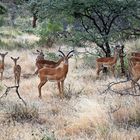 Zurück in Kenia 