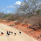 Zurück in Kenia 