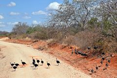 Zurück in Kenia 