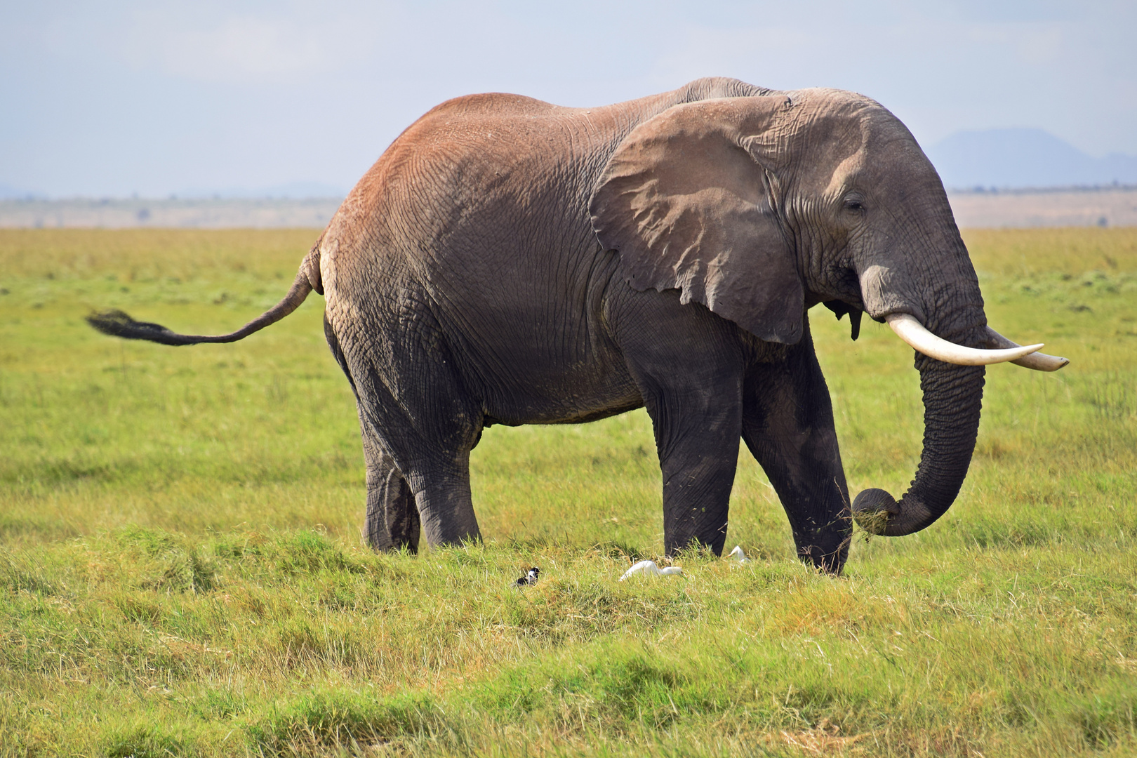 Zurück in Kenia 