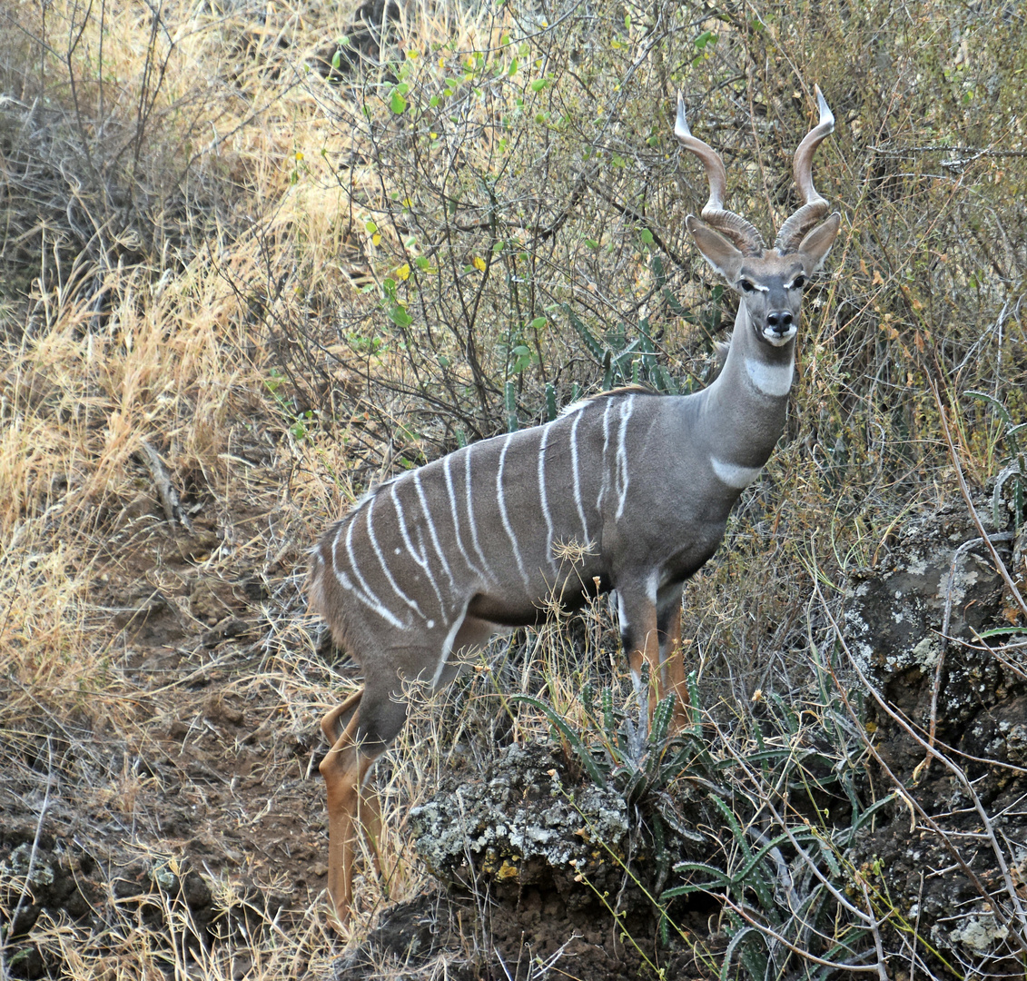 Zurück in Kenia 