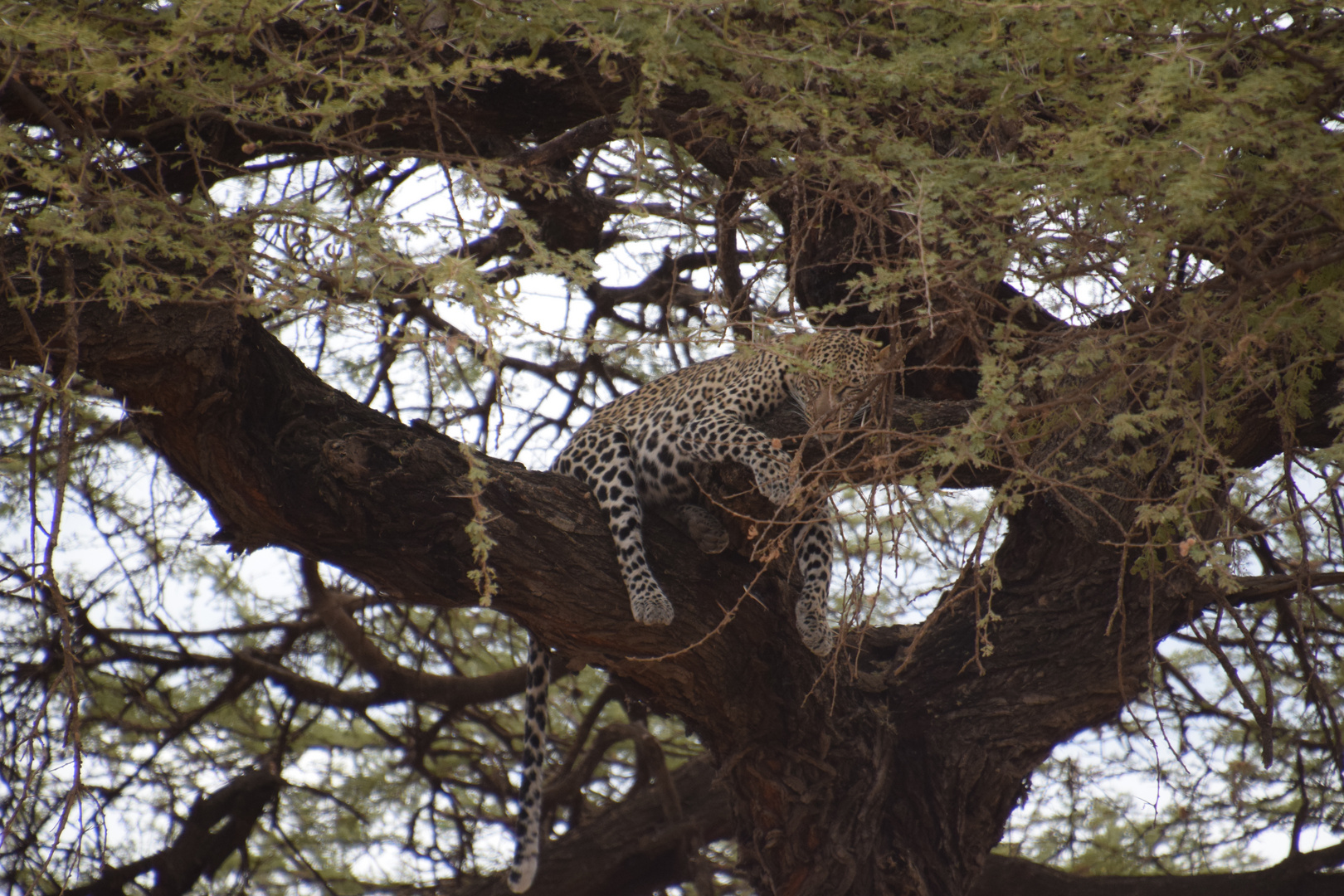 Zurück in Kenia 