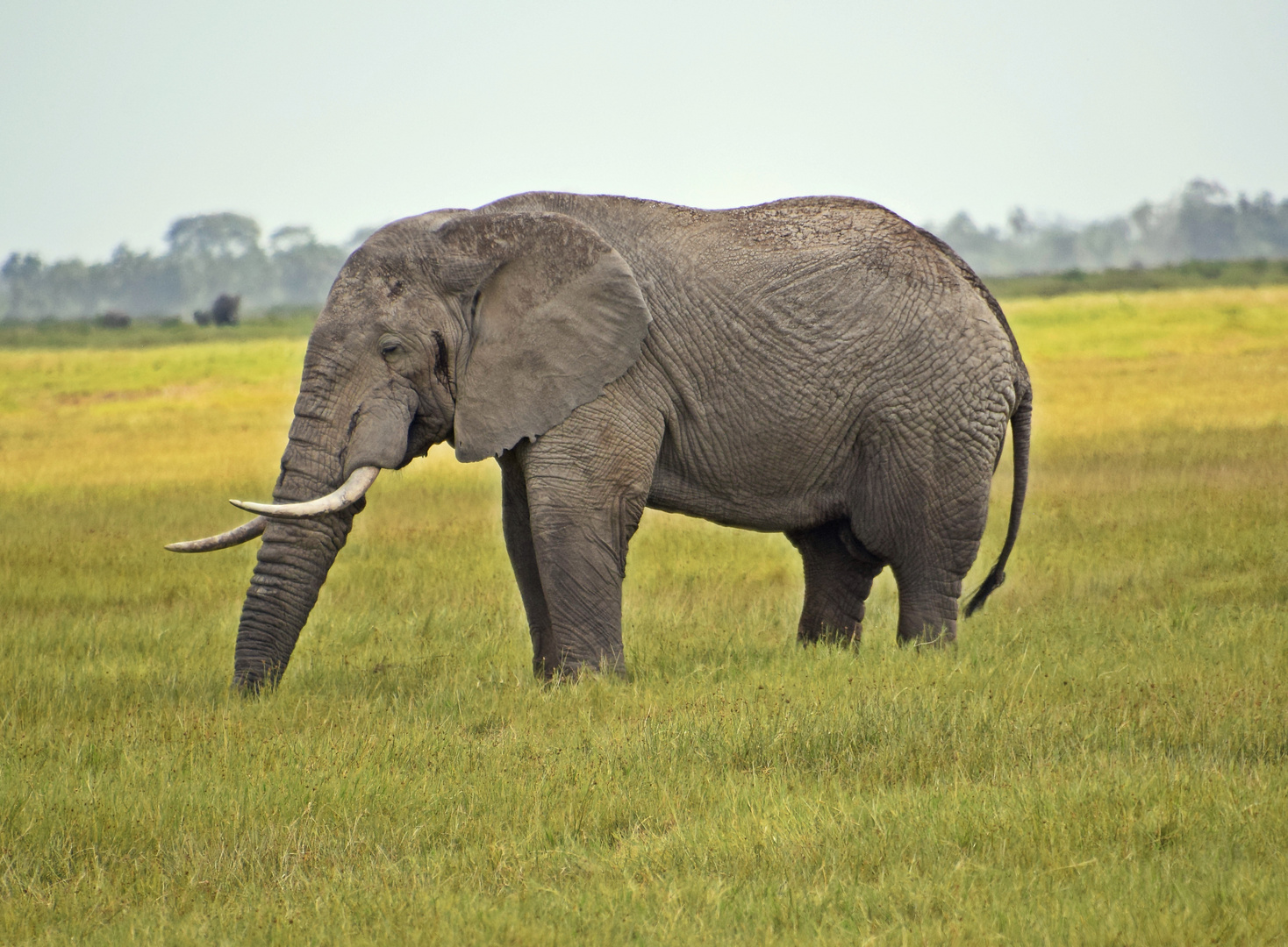 Zurück in Kenia 