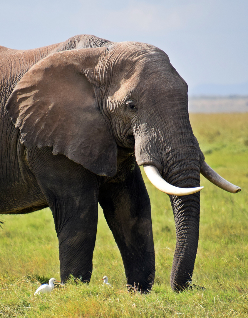 Zurück in Kenia 