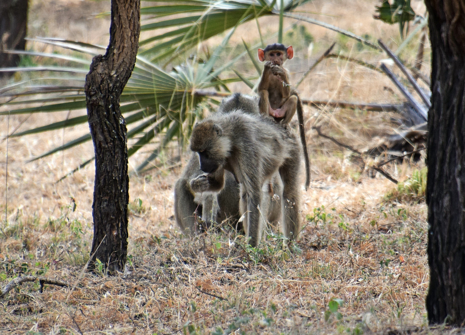 Zurück in Kenia 